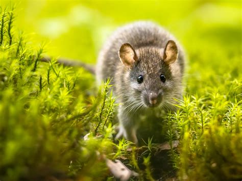 Wild Rats Gardeners Socialites Cleaners Green Town St Helens