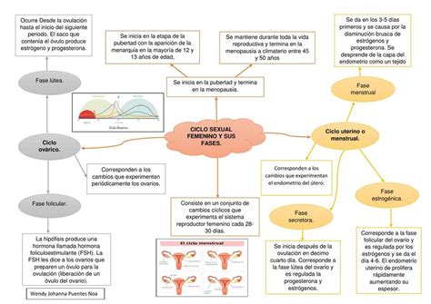 Ciclo sexual femenino Ginecología Mapa conceptual uDocz
