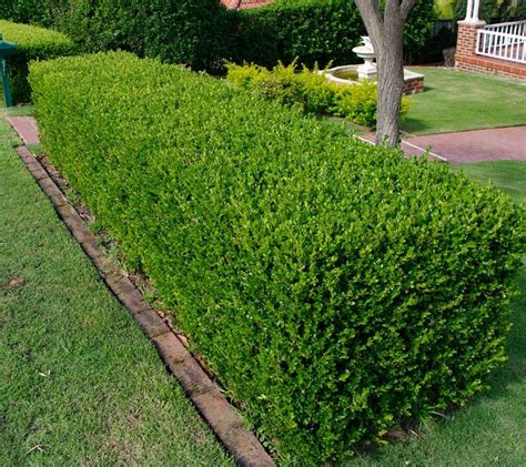 Common Types Of Plants Used As Hedges Jims Mowing Nz