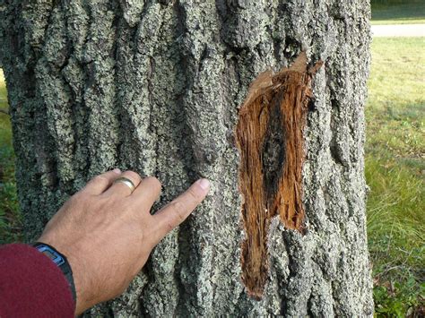 Signs Of Oak Wilt What To Look For In Your Trees Treenewal
