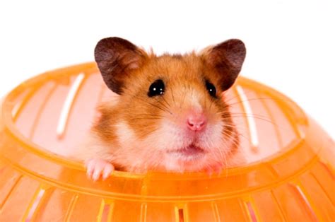 What Pet Owners Need To Know About Hamster Balls The Pet Staff