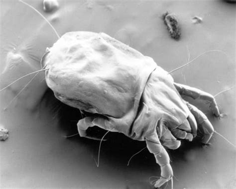 How To Easily Reduce Dust Mites In Your Home Killing Dust Mites
