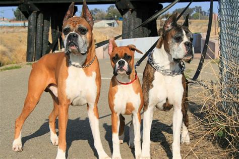 7 Colors And Types Of The Boxer Dog Explained With Pictures