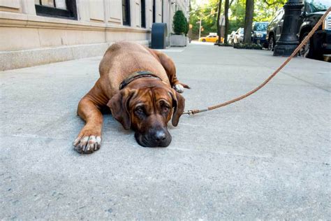 Before you take your first outdoor leash walk, let your puppy wear his leash around the house with supervision so he doesn't get caught on anything. How to Leash Train a Dog that Won't Walk? - PatchPuppy.com