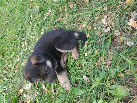 Homeless labrador mom tried to trick us, but we found all her puppies!!! German Shepherd Puppies For Sale | Grand Rapids, MI #168283
