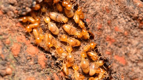Protecting Your Home From Termites Proctor Pest Control