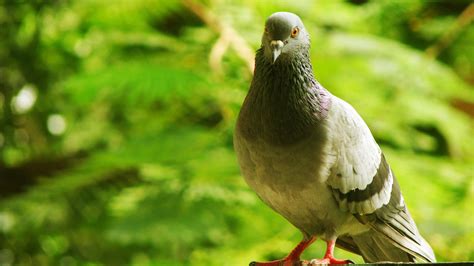 Pigeon 1 Free Stock Photo | FreeImages
