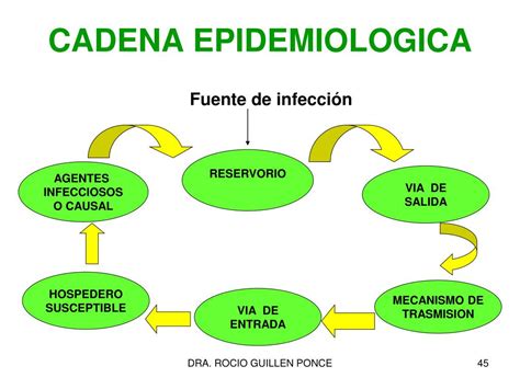 Cadena Epidemiologica Del Virus Del Papiloma Humano