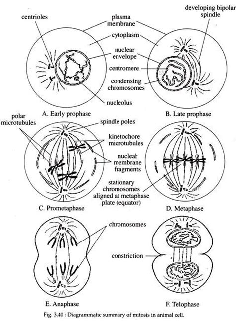 During polar movement, the chromosomes show different shapes i.e. Mitosis and Cell Division | Cytology