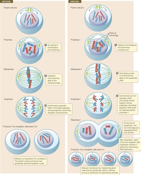 Explain How Mitosis Differs From Meiosis In The Following Ways