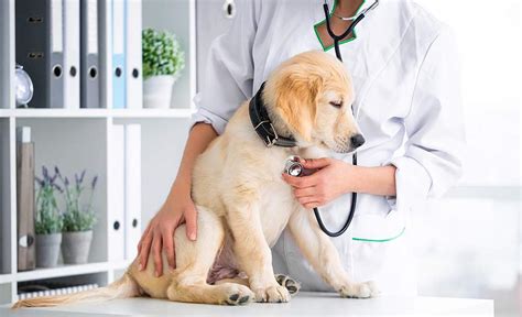 A seizure is the physical findings or changes in behavior that occur after an episode of abnormal. What Causes Dog Seizures? - CVETS - Columbia Veterinary ...