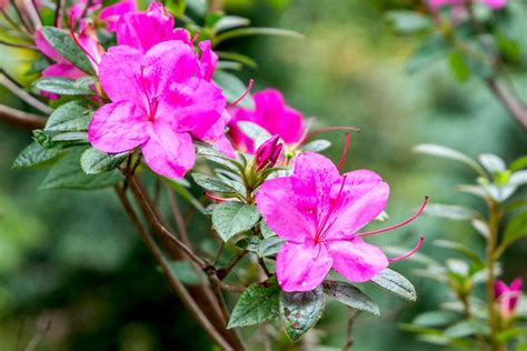 How To Select Grow And Care For Azaleas