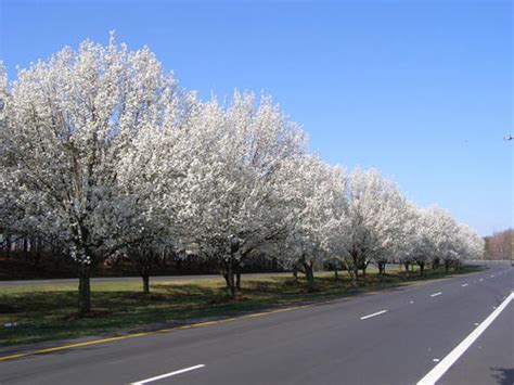Charlotte Nc Spring Flowering Trees Photo Picture Image North