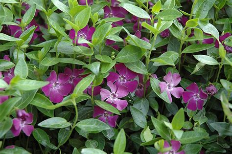 Vinca Minor Atropurpurea Purple Flowered Evergreen Ground Covering