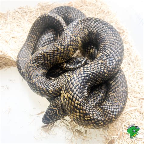 Hi Red Hypo Mosaic Brooks King Snake Baby Strictly Reptiles Inc