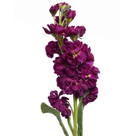 Stock Purple Pick Up Flower Catalog