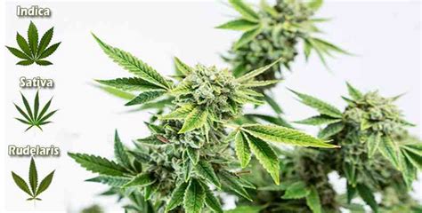 Las plantas de marihuana en su inicio tienen la raíz muy pequeña. Tipos de Marihuana - I Wanna Grow Shop