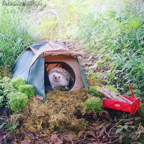 … dieser beste künstler dieser natur? Ein süßer dicker Teppich Igel - tiere.deko365