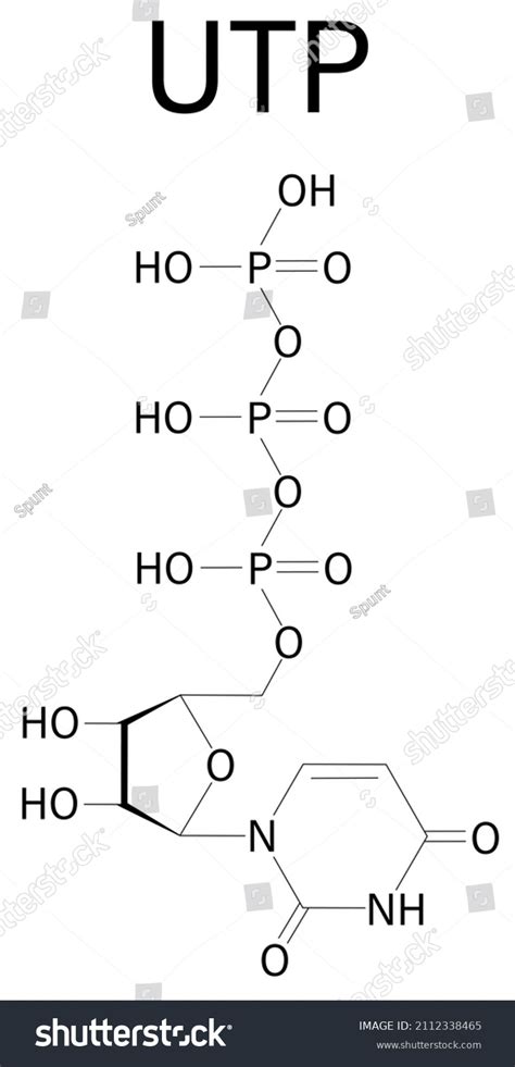 Uridine Triphosphate Utp Nucleotide Molecule Building Stock Vector
