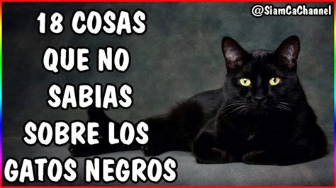 Curiosidades De Los Gatos Negros Actualizado Octubre 2022