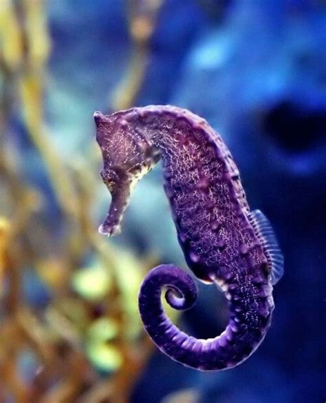 Purple Seahorse Photos From Sea Animals Animals Ocean