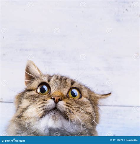 Gato Gris Asustado Y Sorprendido Que Mira Para Arriba Con Los Ojos
