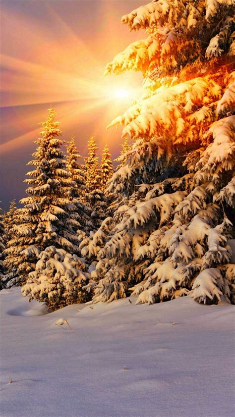 Snowy Pine Trees Sunshine Iphone 6 Wallpaper Download Iphone