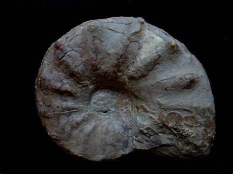 — ceratites decipiens mojsisovics, 1886; Ceratites nodosus - Triásico - Ladiniense - Alemania - 12 ...