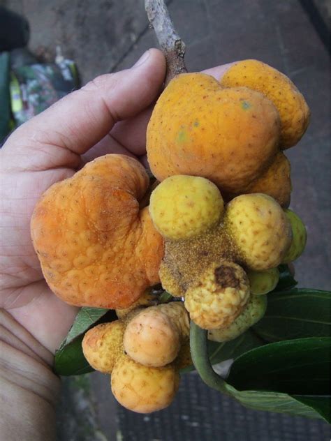 Polynesian Produce Stand Lakoocha Artocarpus Lakoocha Monkey Jak