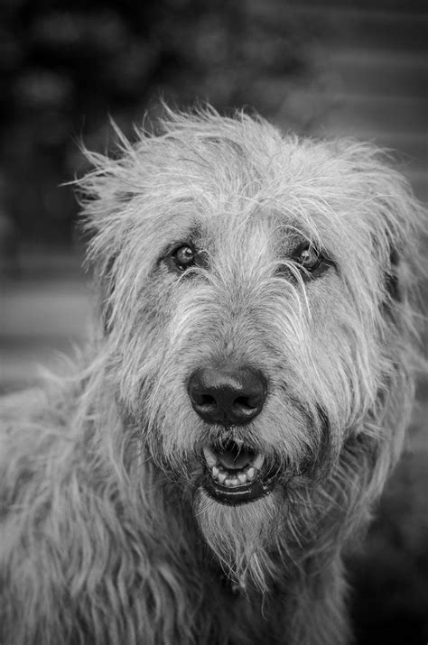 257 Best Irish Wolfhounds Images On Pinterest Animals Dogs And Big Dogs