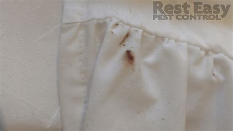 For mosquito control that you can trust, contact rest easy pest control. Pest Control Services Photos | NYC & Long Island | Rest ...
