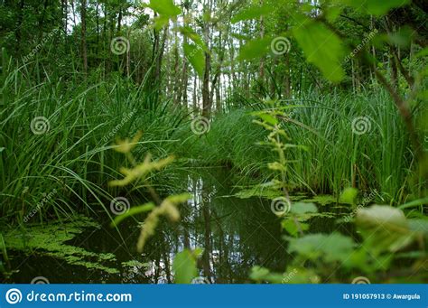 Swamp With Reeds In Water Natural Environment Stock Image Image Of
