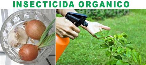 Pesticida orgánico casero a base de CEBOLLA y AJO Organico Ideas de