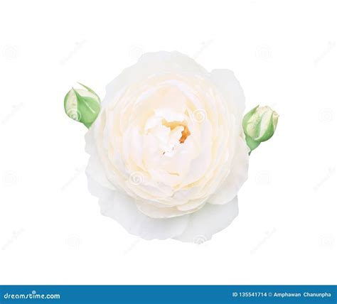 Top View Tender White Rose Flowers Blooming With Two Bud Isolated On