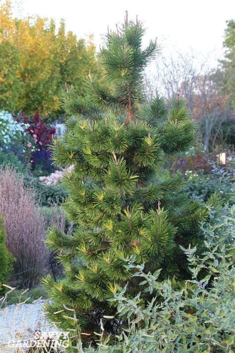 Dwarf Evergreen Trees 15 Exceptional Choices For The Yard And Garden