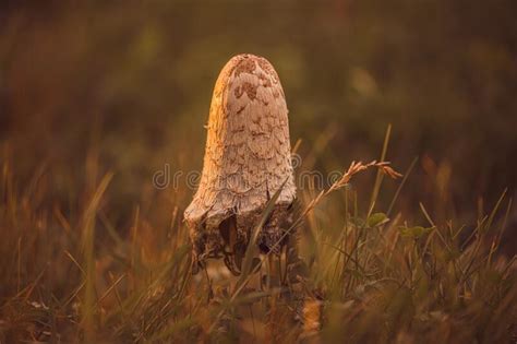 Beautiful Mushroom Grebe At Sunset In The Grass Stock Photo Image Of