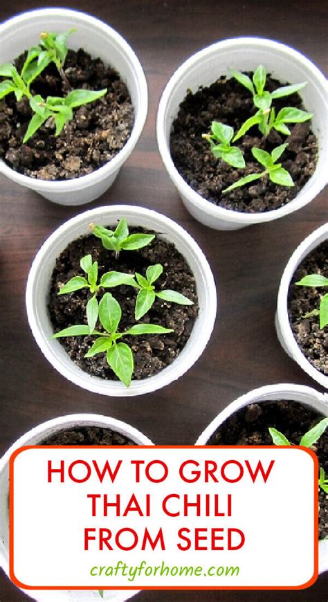 How To Grow Thai Chili From Seed Crafty For Home