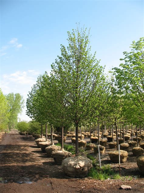 Landscapehub Plant Information For Tilia Cordata ‘greenspire