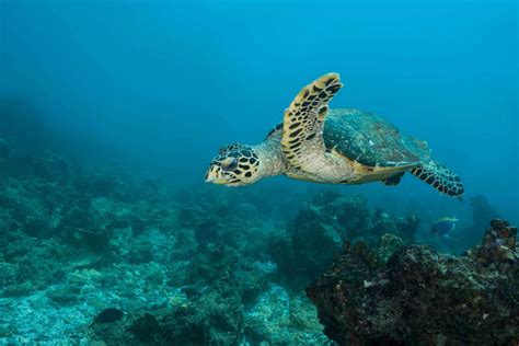 Hawksbill Sea Turtle Eretmochelys Imbricata Swim Over Reef