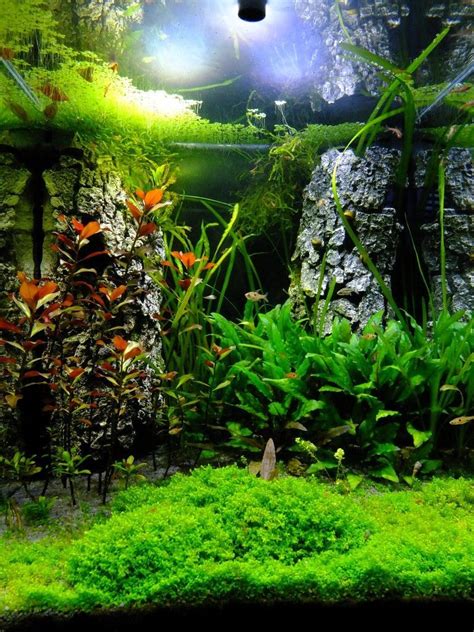 You will find aquascaping design ideas, step by step tutorials and inspiring cinematic videos to right now i build freshwater tanks focused to the plants, but do not worry, you can meet with my fav pets too. 21 Best Aquascaping Design Ideas to Decor Your Aquarium ...