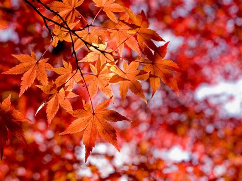 Free maple leaves Stock Photo - FreeImages.com