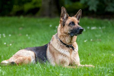 Most will take after the welsh corgi in stature and possess many of their loveable traits including their quirky build. Your Complete Guide to the Corgi German Shepherd Mix