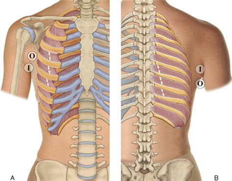 Rib Cage Anatomy Posterior Human Skeleton System Rib Cage Posterior