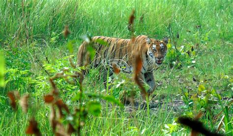 Chitwan Jungle Safari Private Tour Package Tiger Encounter