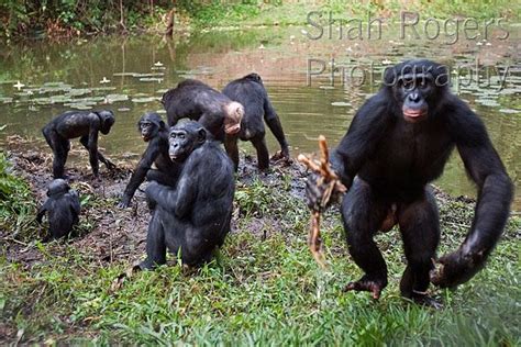 bonobo group foraging on the bank of a lake pan paniscus lola ya bonobo santuary democratic