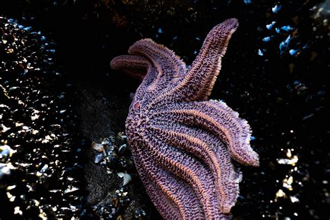 Free Images Ocean Starfish Coral Invertebrate Sea Life Organism
