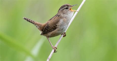 Marsh Wren Sounds All About Birds Cornell Lab Of Ornithology