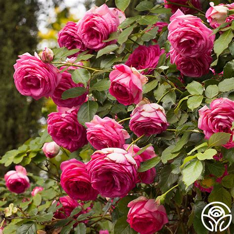 Pretty In Pink Eden Rose Climbing Roses Lightly Fragrant Heirloom