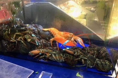 Conveniência e loja de departamentos. Lobster Oranye Langka Diselamatkan dari Swalayan