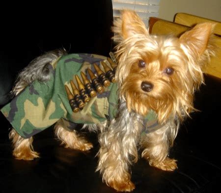 Imagine you were a victim of his and you saw this. Thts y DOGS BITE Men~!~!~!~!Must have a Look